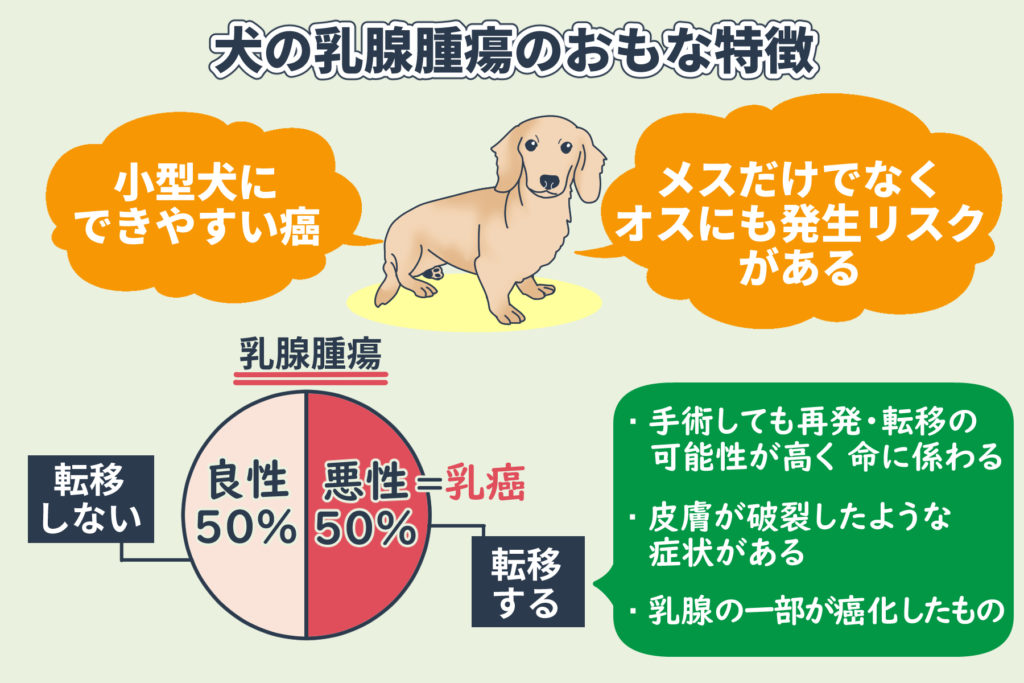 Características principales del tumor mamario en perros