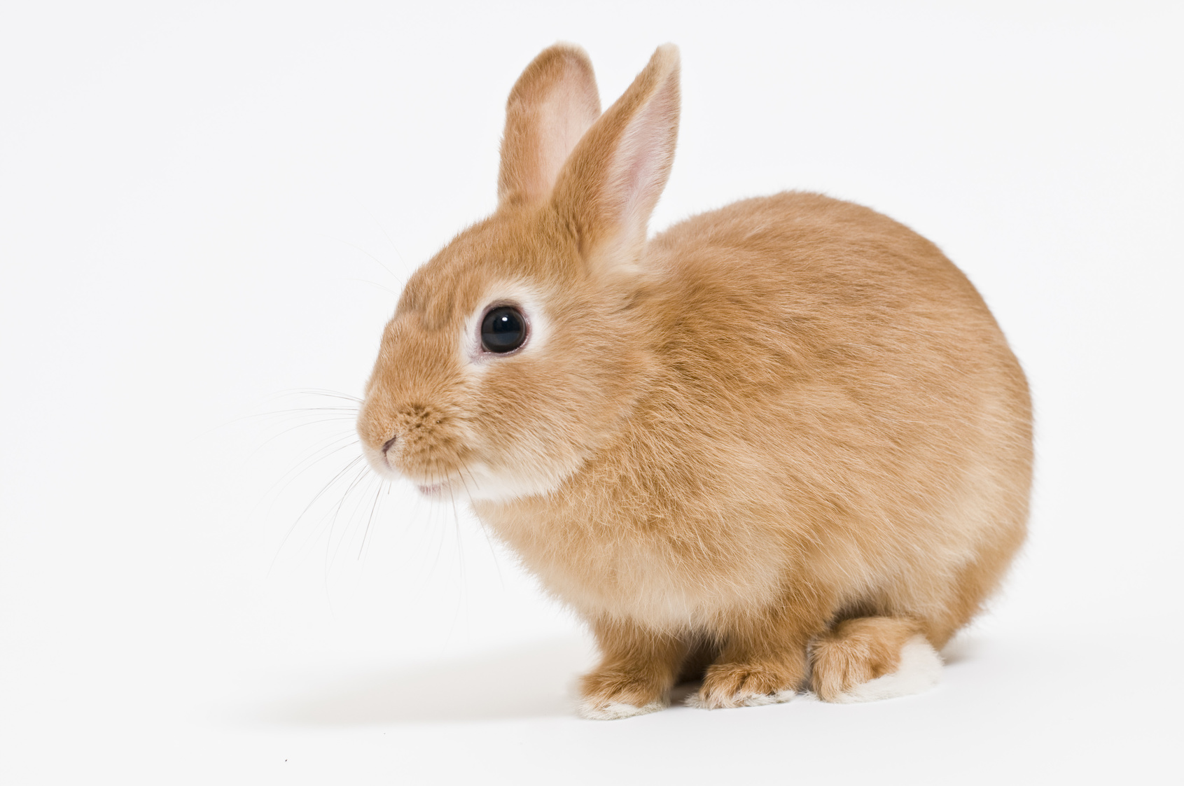 Uso de Cordy en un conejo con sospecha de metástasis ósea por cáncer de úteroイメージ