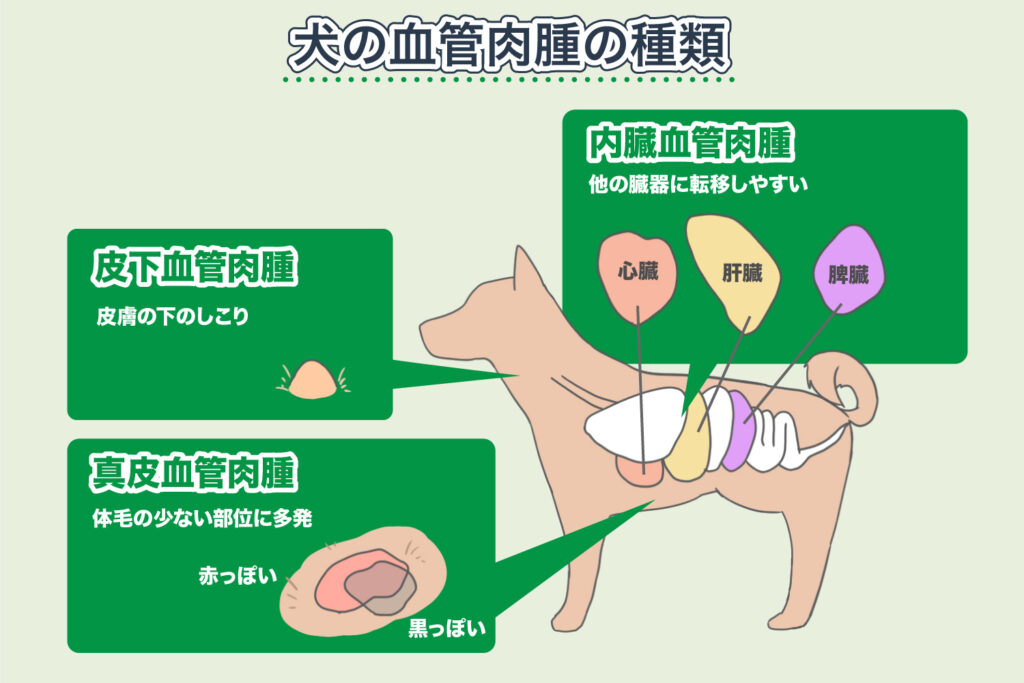 Tipos de angiosarcoma en perros