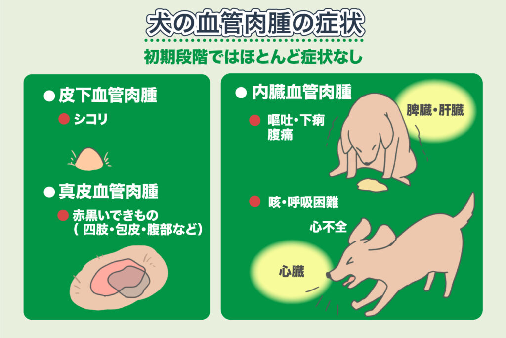 犬の血管肉腫の症状