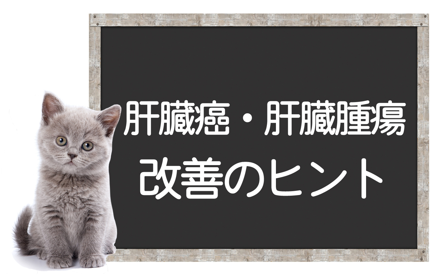 Cáncer de hígado y tumores hepáticos en gatos: causas y síntomas, pruebas, cirugía, tratamientos, y consejos para la mejoraイメージ