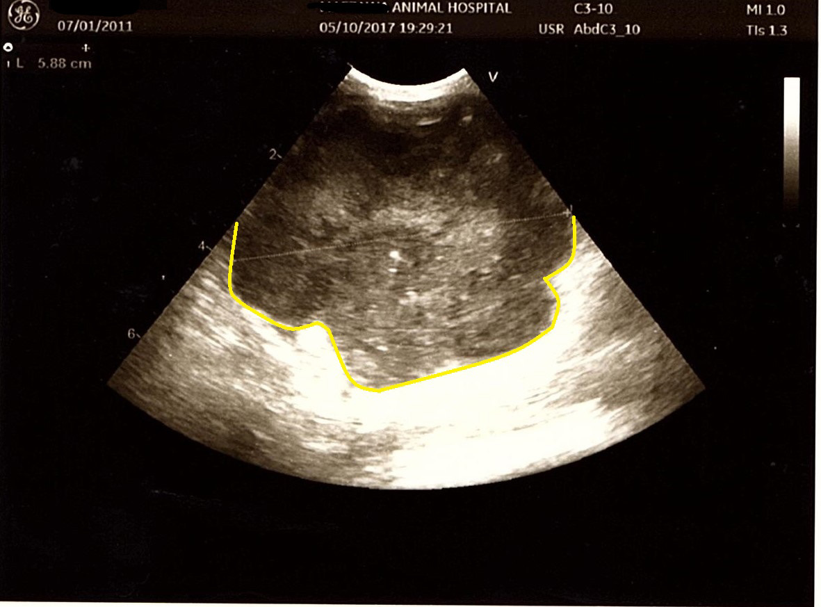 Desaparición de un caso de linfoma maligno intraabdominal felino (expectativa de vida de 1 mes, con metástasis pulmonar)イメージ