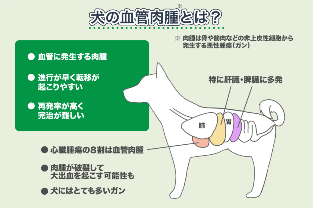 犬の血管肉腫とは？