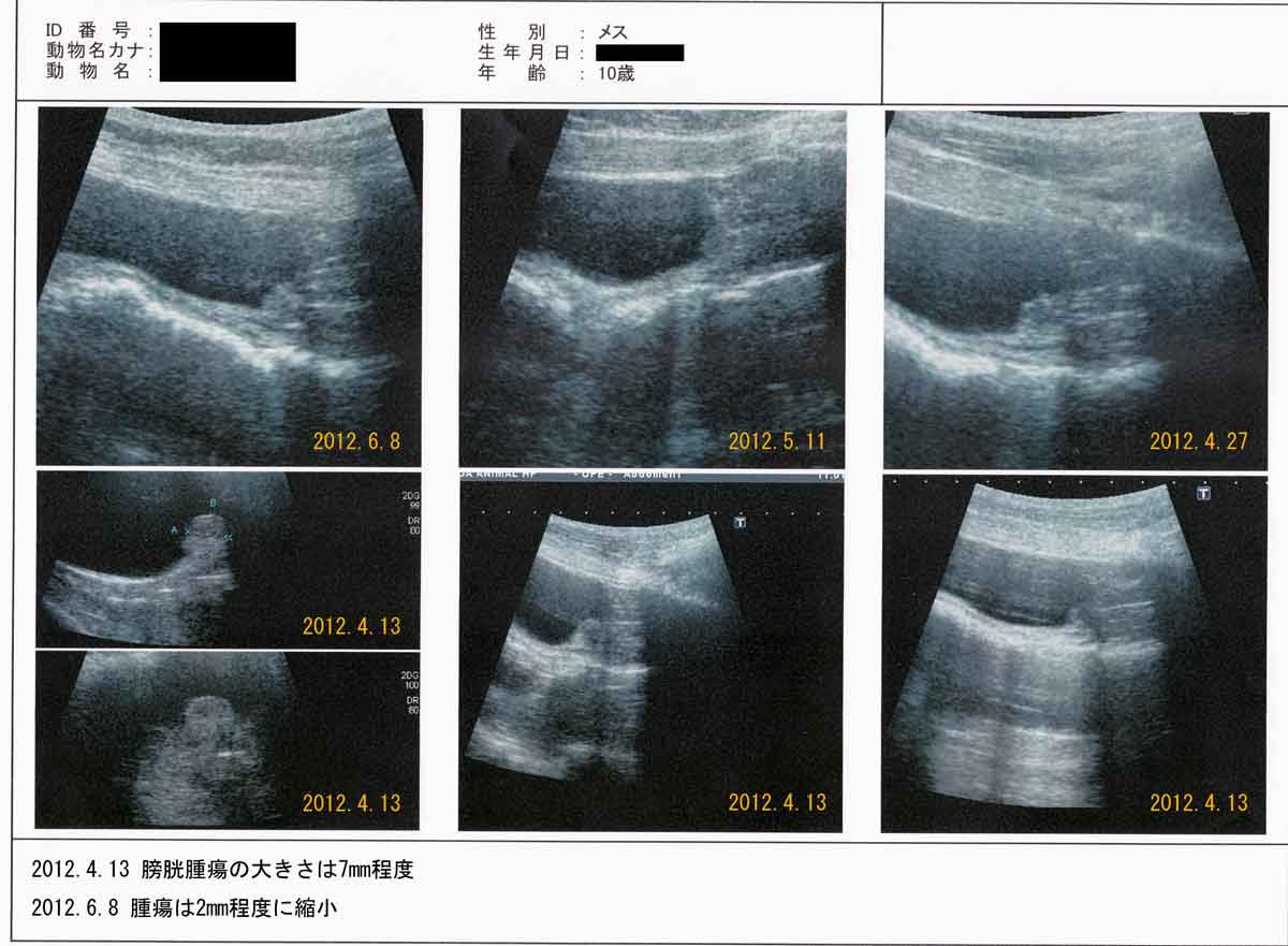 Caso en el que se administró Coriolus versicolor a un perro con cáncer de vejiga (carcinoma de células transicionales) y el tumor se redujo.イメージ