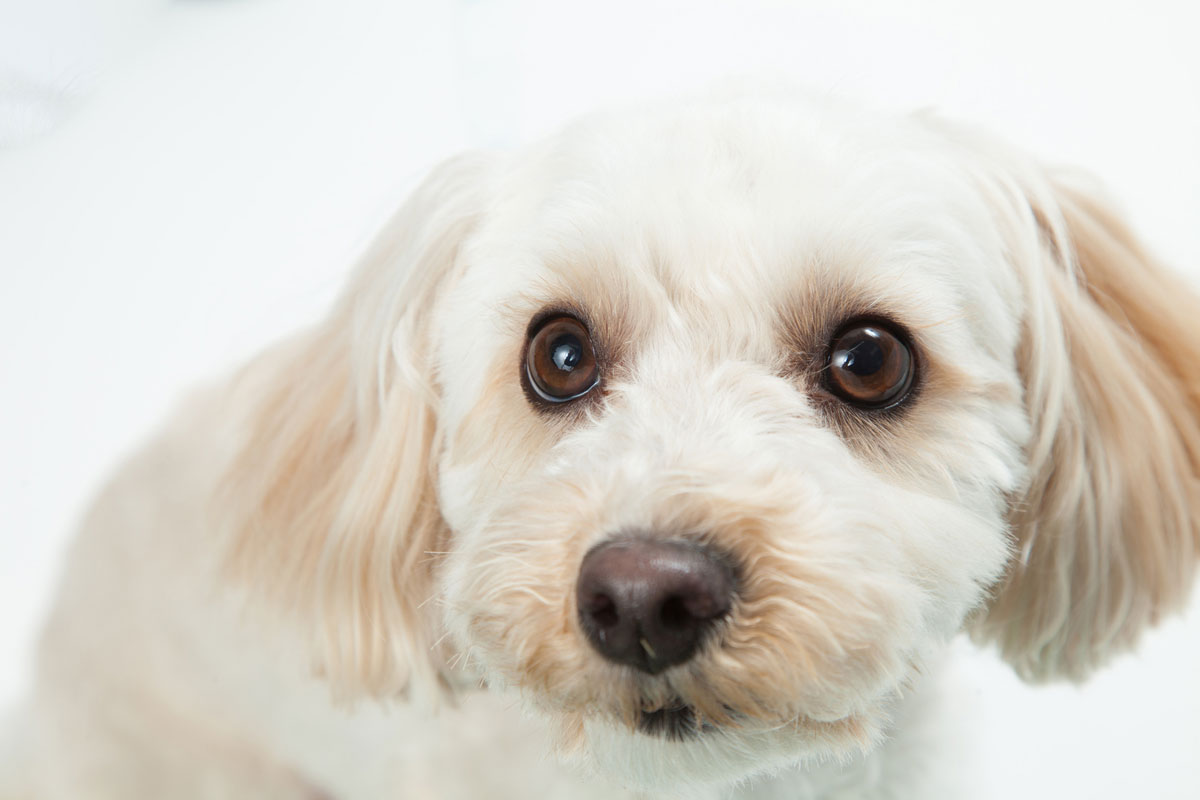 Se documentó un caso en un perro mestizo de 17 años con tumor mamario en el que el tumor se redujo tras administrar Cordy.イメージ