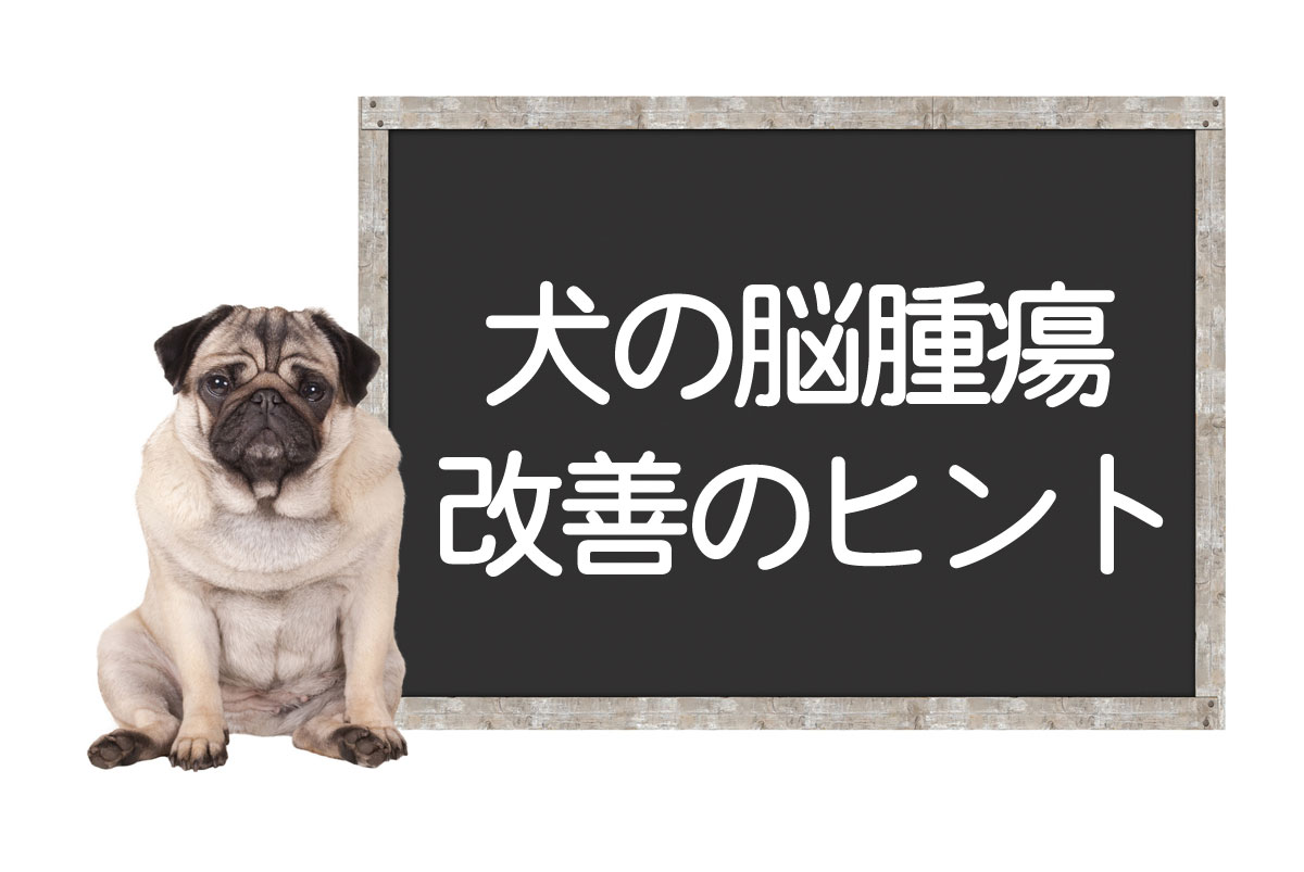 Tumor cerebral en perros ― Causas y síntomas, tipos de tumores cerebrales, tratamientos, consejos para la mejora y curaイメージ