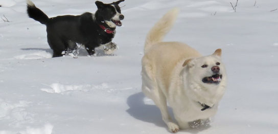 Método para mantener la calidad de vida (QOL) después de la cirugía de adenocarcinoma perianal con metástasis en los ganglios linfáticos en perros