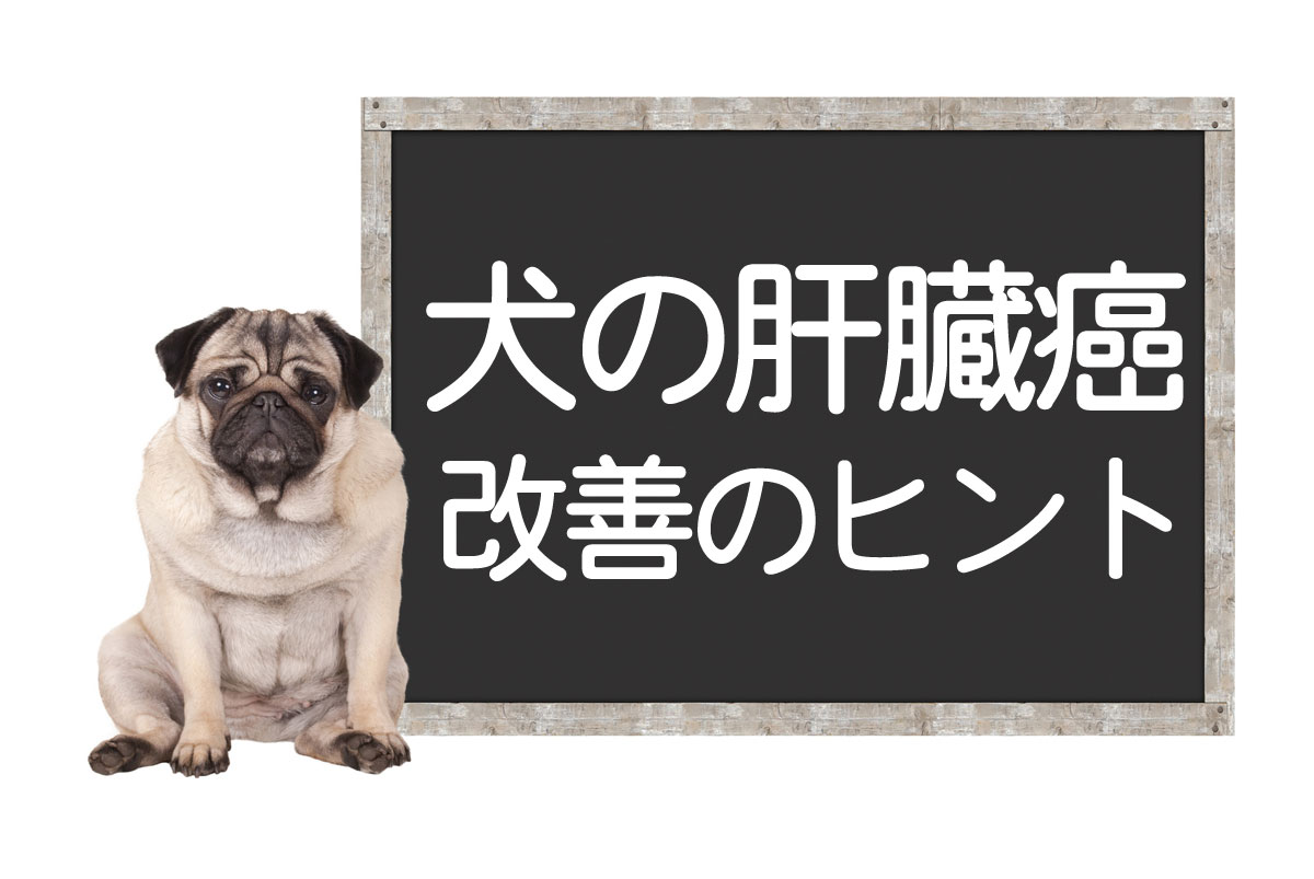 Cáncer de hígado en perros y tumores hepáticos: Causas, síntomas, cirugía, tratamientos y consejos para la mejora o curación completaイメージ