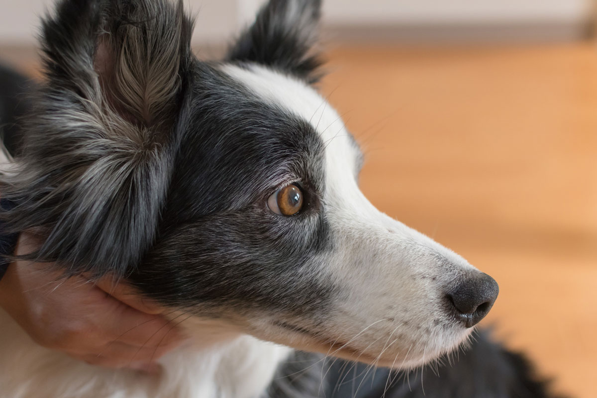 Uso en el carcinoma de glándulas apocrinas del saco anal en perros (neoplasia epitelial maligna canina)イメージ