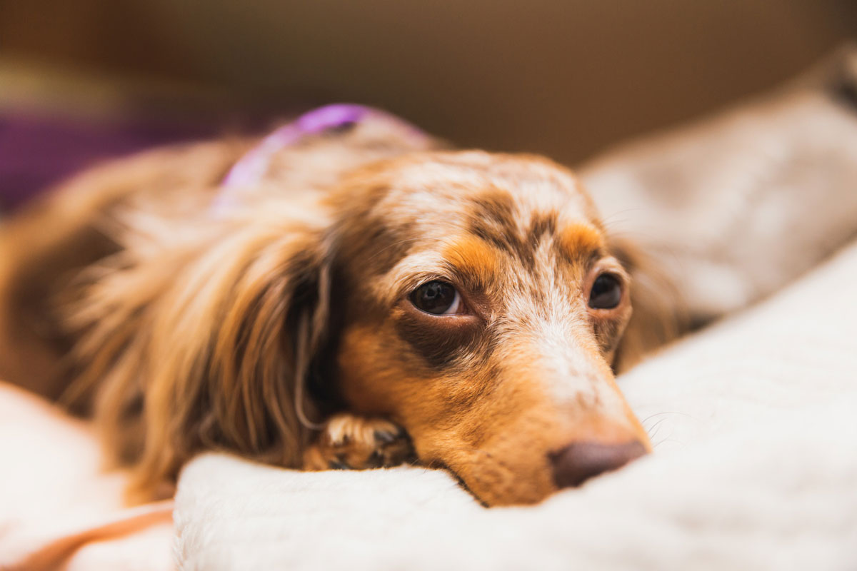 Uso de Cordy en un linfoma mesentérico en un perro (Dachshund miniatura)イメージ