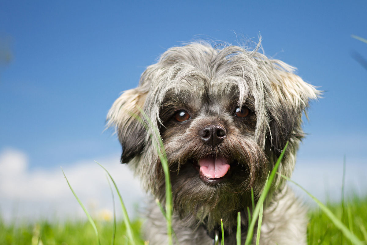 Caso de uso de linfoma maligno intraperitoneal de alta malignidad en un perro (Shih Tzu)イメージ