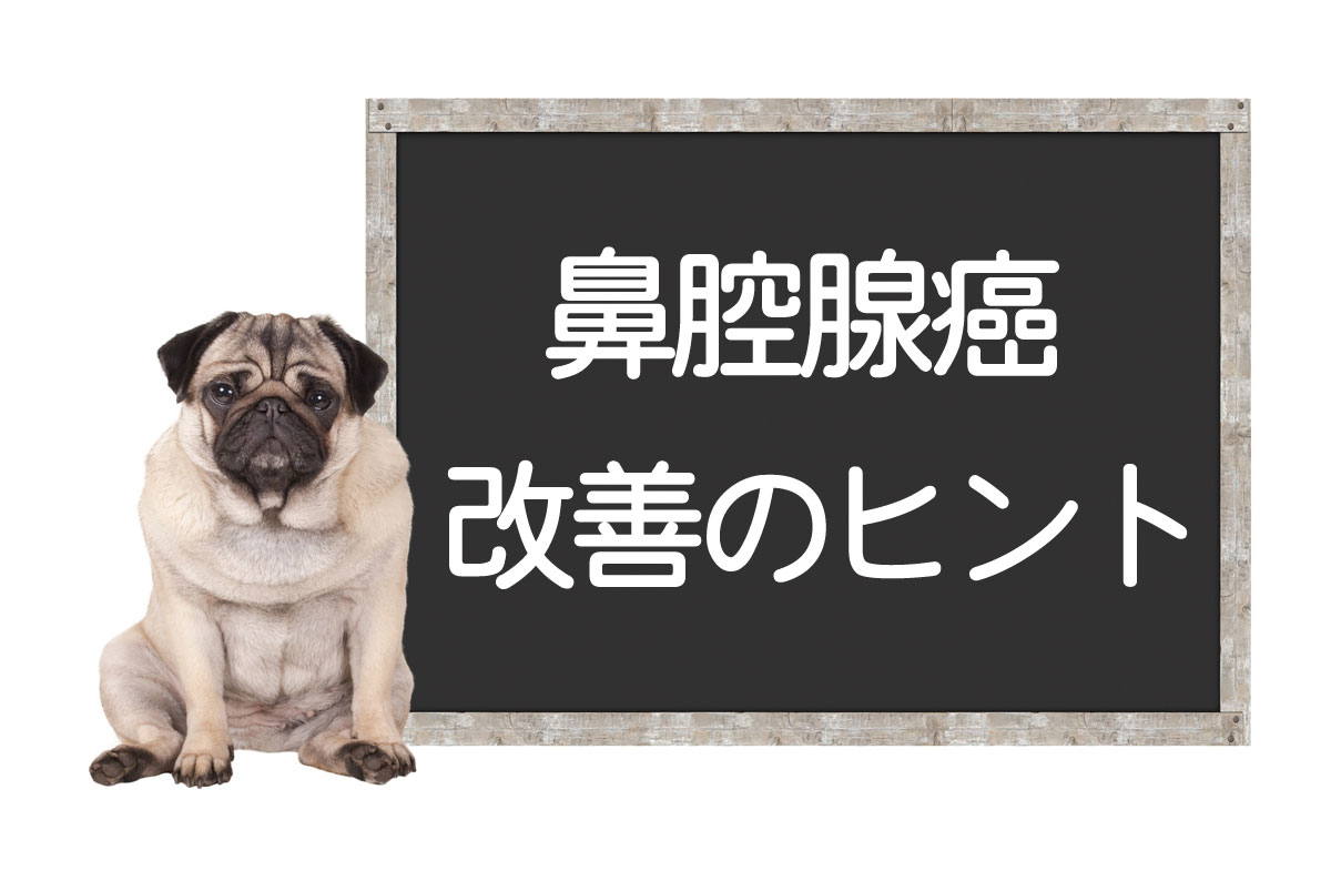 Cáncer de glándulas nasales en perros: características, síntomas, radioterapia, consejos para la mejora y la cura.イメージ