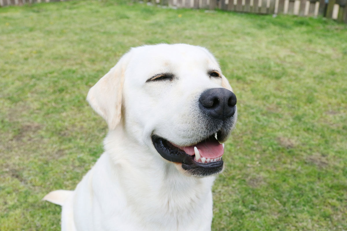 Caso de reducción del tumor superficial en un perro con Corpet (Labrador Retriever)イメージ