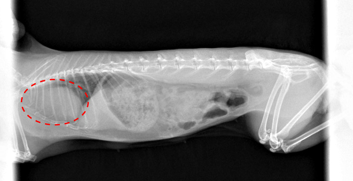 Ejemplo de cómo controlar el linfoma/timoma en conejos sin sobrecargar.イメージ