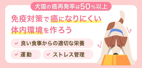 犬猫の癌再発率は50%以上 免疫対策で癌になりにくい体内環境を作ろう
