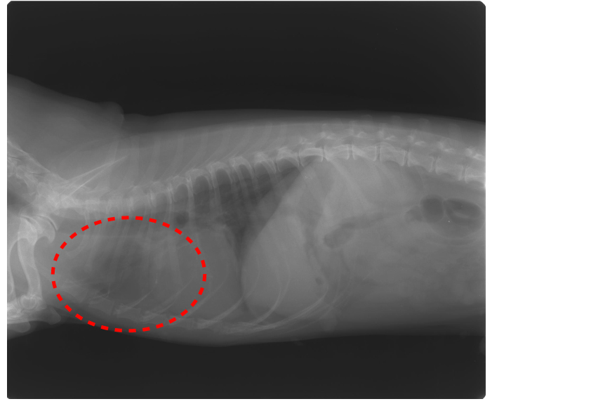 Caso de mejora del cáncer de tiroides en un perro (Miniature Dachshund) con metástasis en los pulmonesイメージ