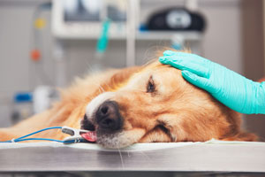 Perro en tratamiento con medicamentos anticancerígenos