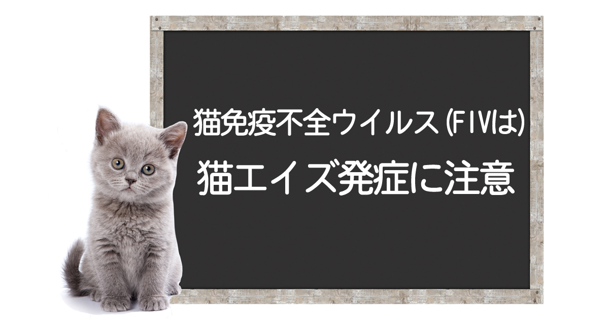 Enfermedad por Virus de Inmunodeficiencia Felina (FIV), síntomas, tratamiento, métodos de superaciónイメージ