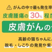 がんの中で最も発生率が高い 皮膚腫瘍の30%程度を占める 皮膚がんの一種