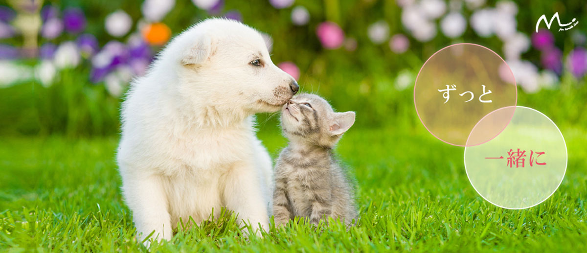 Para que su amado perro pueda seguir sonriendo incluso si sufre de cáncer (tumor maligno), le recomendamos ver lo siguiente.イメージ