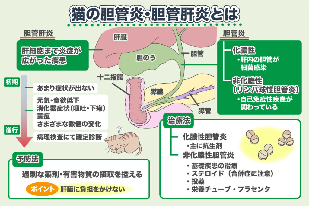 Colangitis, Colangiohepatitis