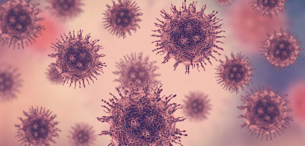 Los gatos y los hurones tienen riesgo de infección por el nuevo coronavirus.