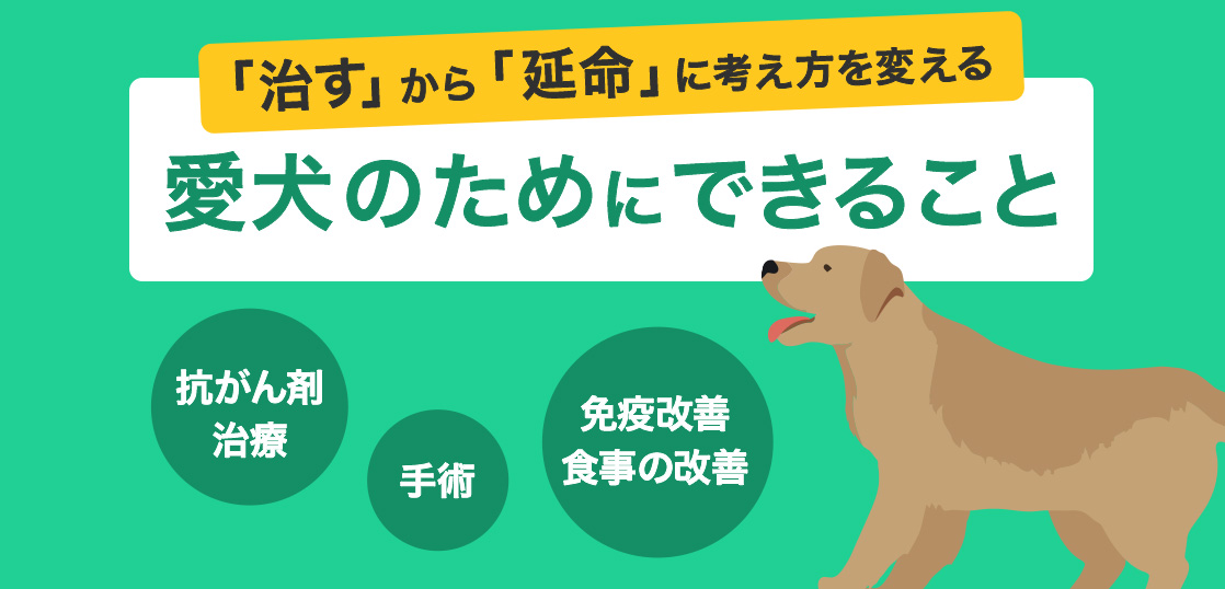 Los tipos de linfoma en perros, síntomas, quimioterapia, tratamientos, consejos para mejorar y curarイメージ