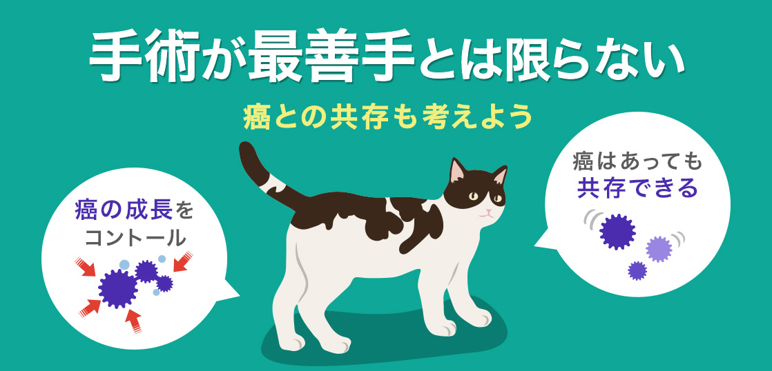 ¿Cuáles son los síntomas del cáncer en los gatos? Explicación de los métodos de tratamiento, cirugías y la expectativa de vida sin tratamiento.イメージ