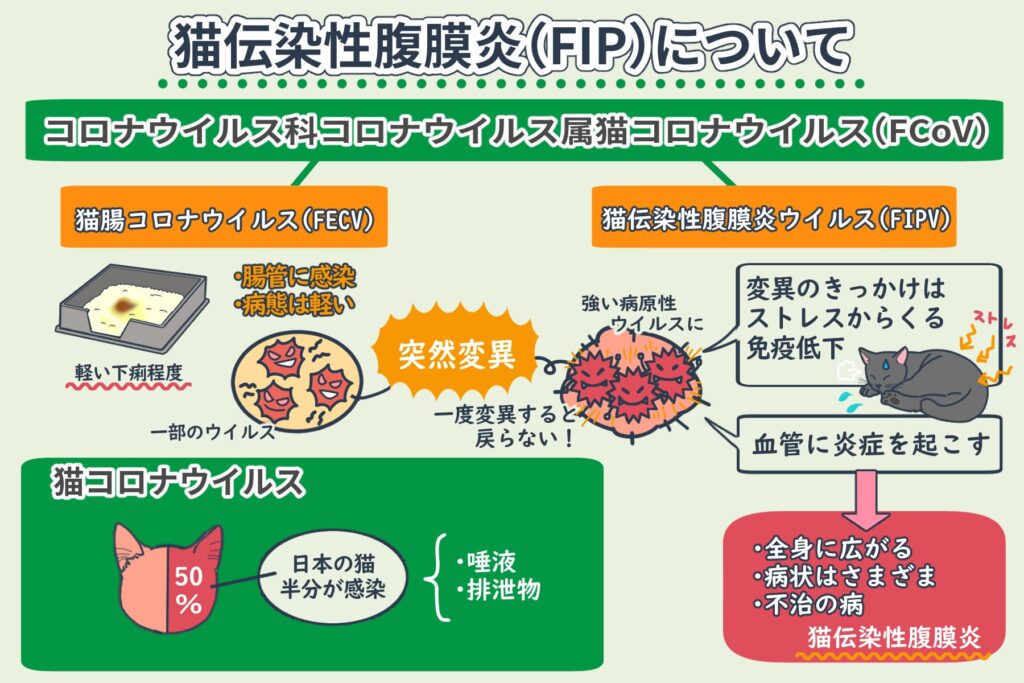 ¿Qué es la peritonitis infecciosa felina (FIP: Feline infectious peritonitis, エフアイピー)?