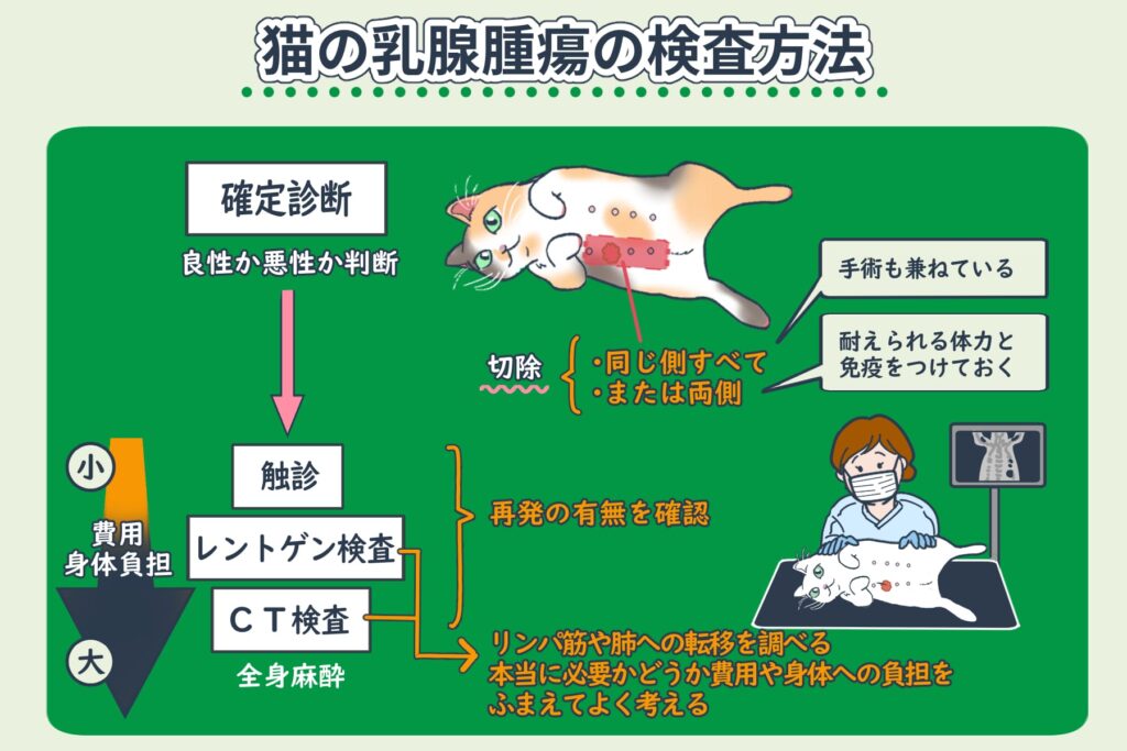 Sobre la prueba del tumor mamario en gatos