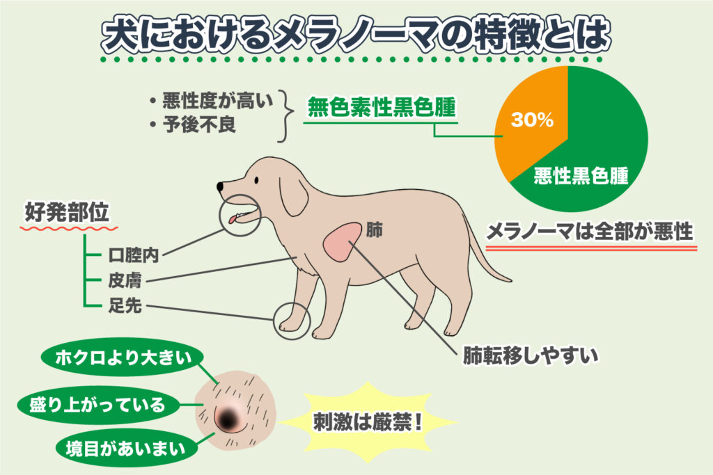 Características del melanoma en perros