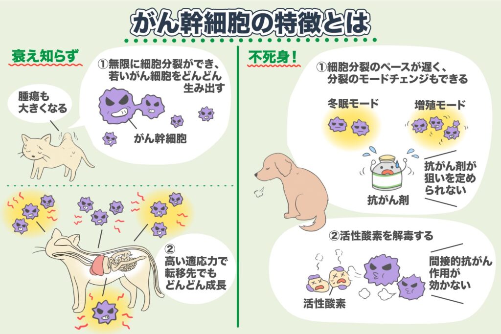 がん幹細胞の特徴